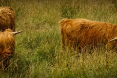 Scotland Highland Cattle